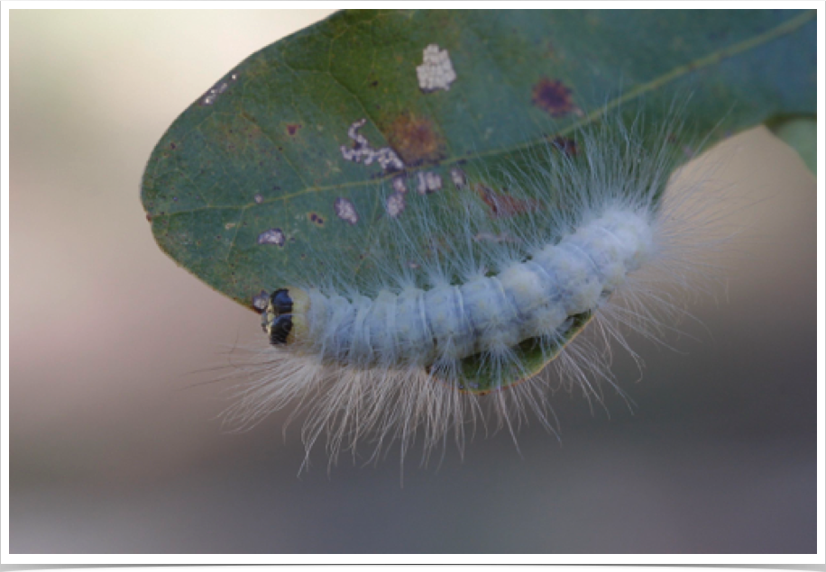 The Laugher on Oak
Charadra deridens
Dekalb County, Alabama